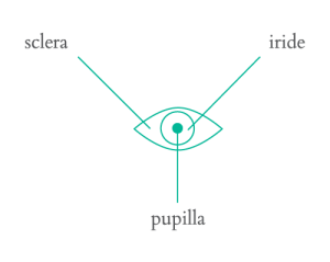 Iridologia Iridologo Trento Arco